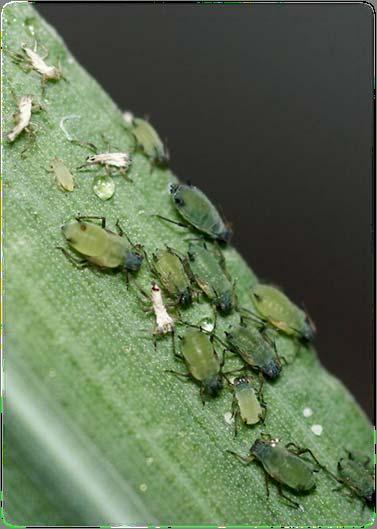Aphids on Miscanthus