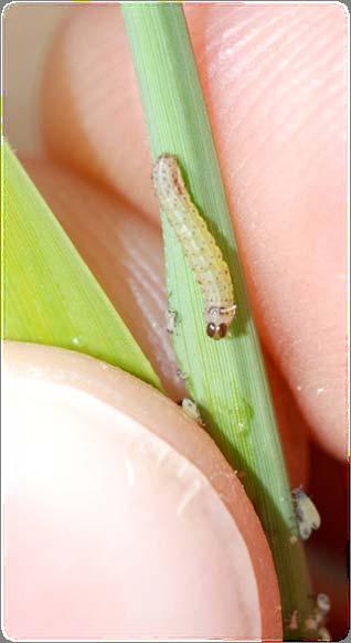 Corn leaf aphids Migrate to Midwest Whorls of 1 st year Mxg Yellowing