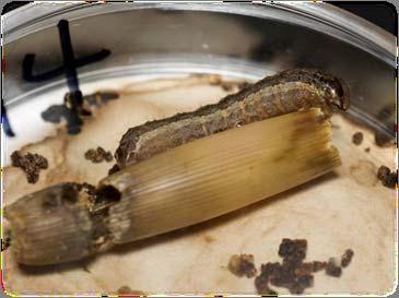 armyworm (FAW) Found in Mxg whorls Migrate from