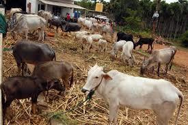 Bio CNG / Bio Gas: These residuals and cattle dung will be converted into Bio-CNG and Bio-Gas for many uses in agricultural sector.