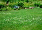 Clover in lawns helps sustain urban bee populations Stepping stones between remnants of natural habitat Prune to remove