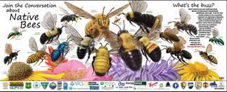 urban wildlife Honey bees are of