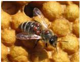 queen and immature bees no means to sustain them Sweat Bees