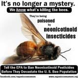 neonicotinoid insecticides are the main cause of bee