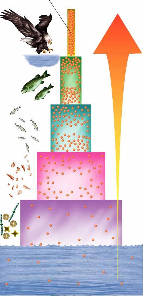 Figure 6-16 Biological Magnification of DDT Section 6-3 Fish-Eating Birds Magnification of DDT