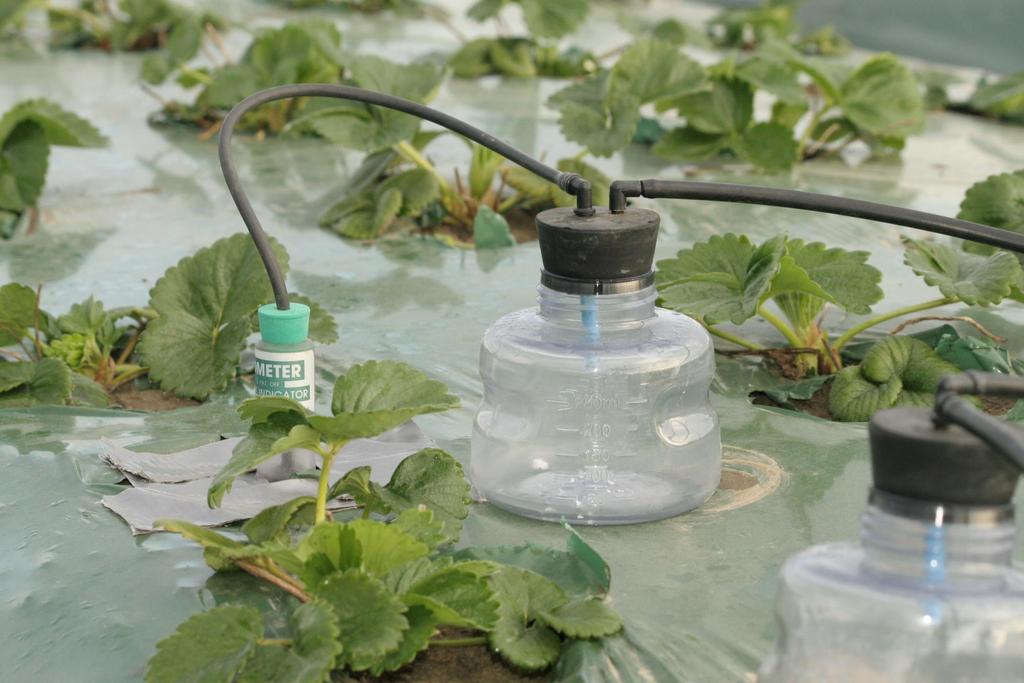 How useful are suction lysimeters for monitoring crop N status?