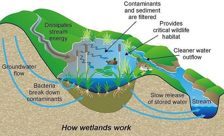 WETLAND MONITORING Monitoring important for assessing water level drawdown, particularly important in exceptional value wetlands.