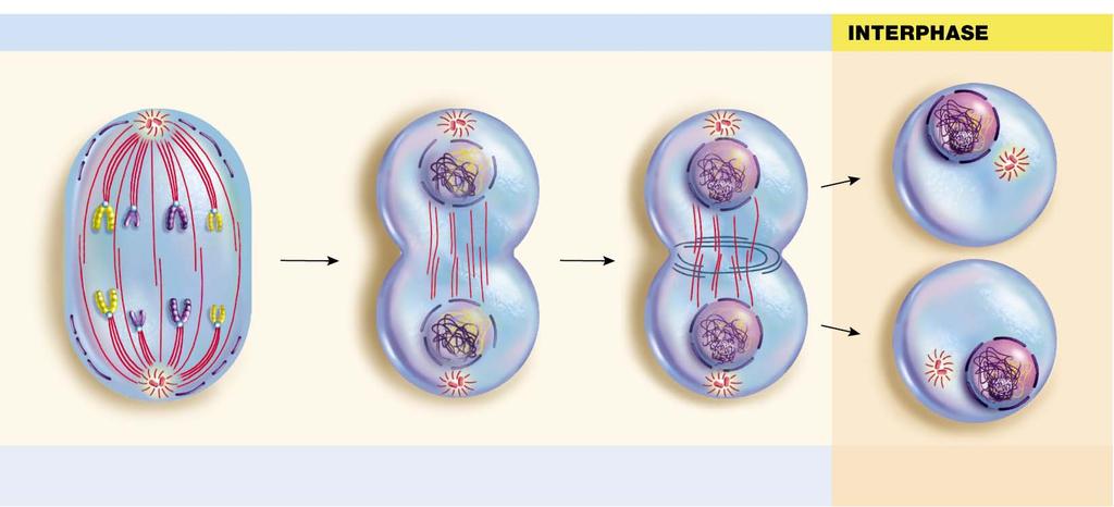 8.5 How Does Mitotic Cell Division Produce Genetically Identical Daughter Cells?