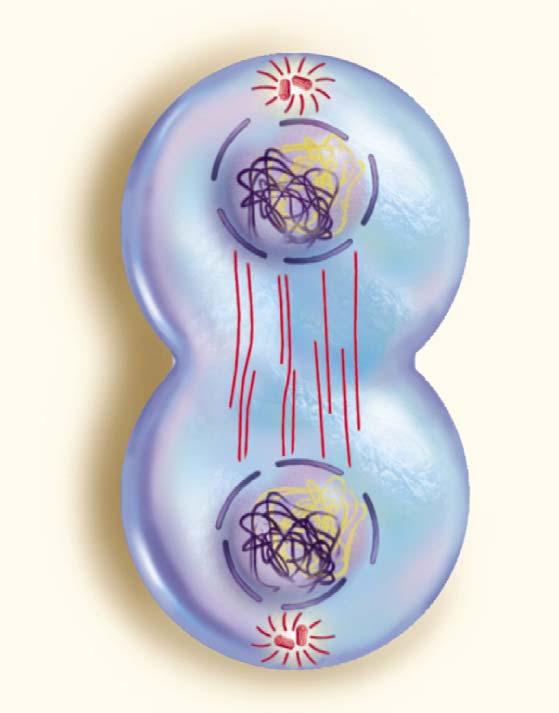 8.5 How Does Mitotic Cell Division Produce Genetically Identical Daughter Cells? During telophase, nuclear envelopes form around both groups of chromosomes.