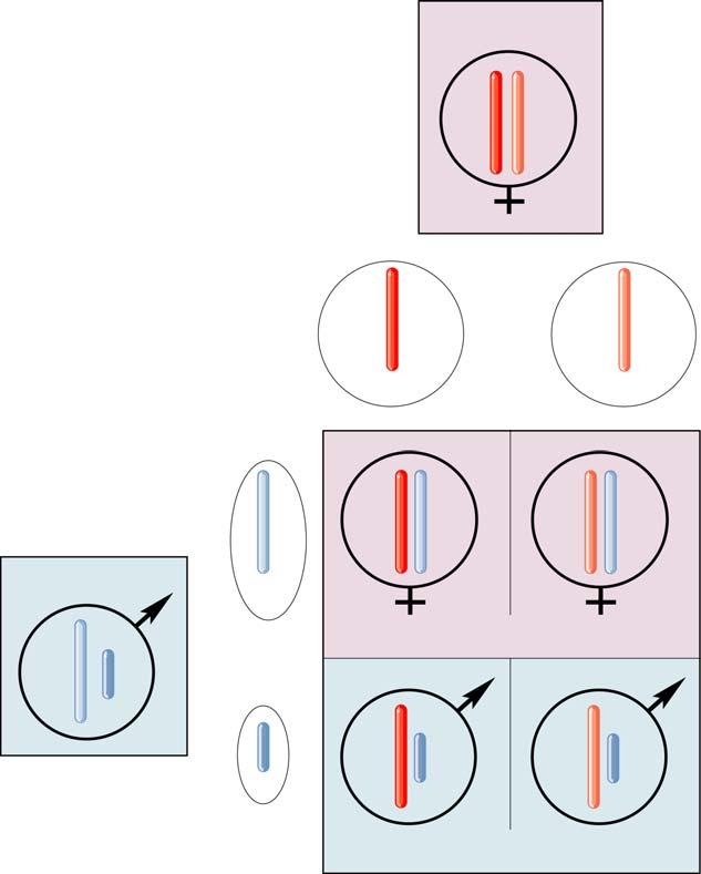 9.6 How Is Sex Determined? Offspring sex is determined sex chromosomes. In mammals, females have two X chromosomes and males have an X chromosome and a Y chromosome.