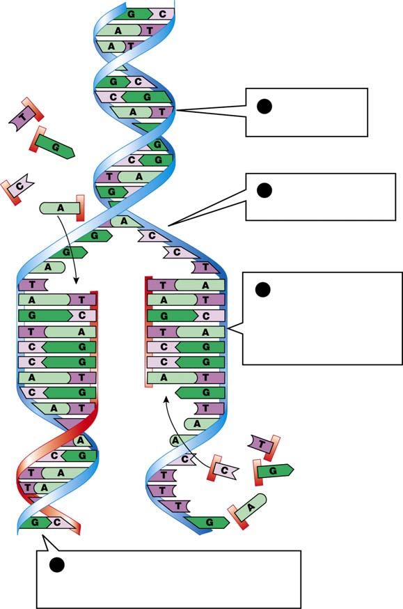 10.3 How Is DNA Copied?
