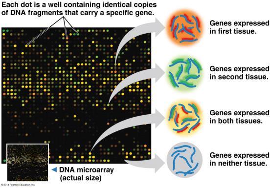 DN Microarrays DN microarray is a solid surface containing a precise array of single-stranded DN sequences from 1000s of different genes in an organism.