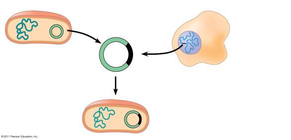 What is Recombinant DN? he joining of DN from different sources.