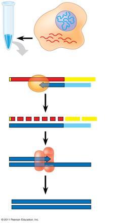 DN in nucleus mrns in cytoplasm Reverse transcriptase mrn Poly- tail DN Primer strand DN polymerase cdn Producing cdn cdn (DN complementary to mrn) is produced as follows: purify mrn fr.