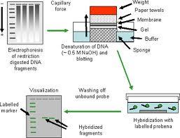 Technology How are these changes measured low throughput approaches Many methods Example: Northern blot (measure RNA) http://www.youtube.