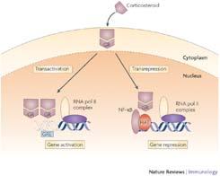 Hypothesis driven research: Example: Glucocorticoid Receptor GR (NR3C1)