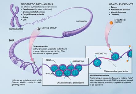 Genome DNA is not static Modification like histone modifications and methylation can repress or activate genes Undergo changes in development programmed Undergo changes in diseases