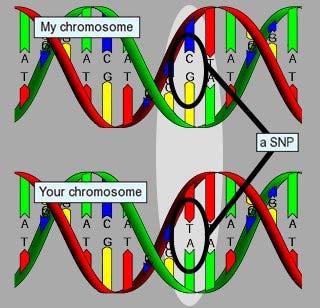 Genome Copy number variation Normal CNVs Disease CNVs 12% or more of the genome Few KB to entire chromosomes such as duplications or deletions Genome single nucleotide polymorphism SNPs can be part
