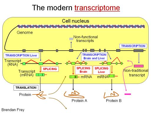 What is a transcriptome A set of ALL RNAs (not just a single RNA) mrna, rrna, trna, ncrna, sirna Amount and concentration of each RNA molecule Can vary with environmental conditions