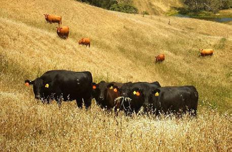 UNIVERSITY OF CALIFORNIA AGRICULTURE AND NATURAL RESOURCES COOPERATIVE EXTENSION AGRICULTURAL ISSUES CENTER UC DAVIS DEPARTMENT OF AGRICULTURAL AND RESOURCE ECONOMICS SAMPLE COSTS FOR BEEF CATTLE COW