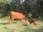 Effect of cow longevity on annual ownership cost How do you increase cow longevity?