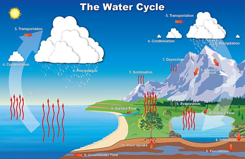 8/7/18 V. Cycling of Matter (13.5) A. Water cycles through the environment 1.