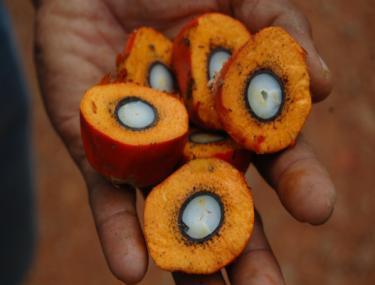 Why a new approach for palm oil?