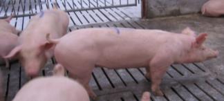 ADG, lb. Seasonal Impact Selection starts from the beginning Farrowing Rate - month Farrowed (Pig ChampTM: Farrowing Rate Report) Jan 74.00% Apr 89.00% Jul 90.00% Oct 81.00% Feb 81.00% May 86.