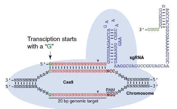 CRISPR/Cas is an RNA guided DNA endonuclease that includes Cas9