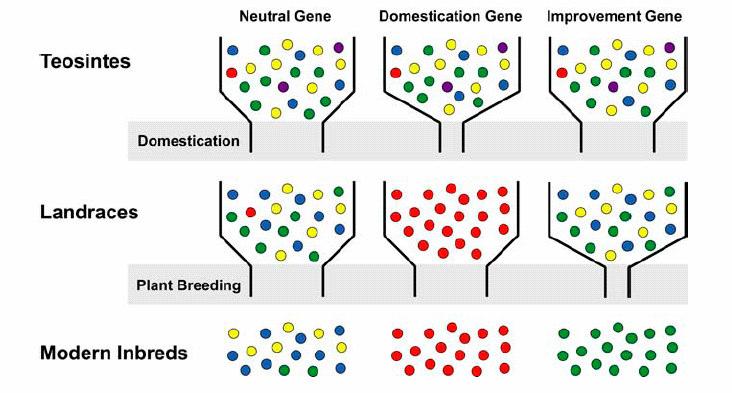 Effect of domestication and plant breeding on genetic