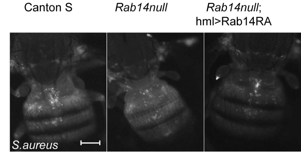 A B Figure 3-9. Rab14 is essential for phagosome maturation of S.aureus Wildtype, Rab14 mutants and a rescue line expressing Rab14 RA in hemocytes were injected with phrodo-conjugated S.