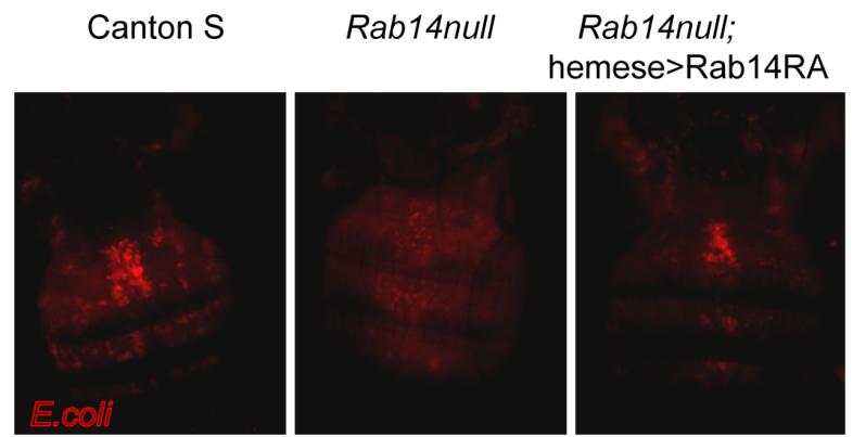 A B Figure 3-10. Rab14 is essential for phagosome maturation of E.coli. Wildtype, Rab14 mutants and a rescue line expressing Rab14 RA in hemocytes were injected with phrodo-conjugated E.
