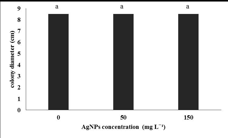 However, the addition of AgNPs in growth media did not affect R. solani (AG2-1) and R. cerealis growth (Figure 3.3 and 3.4). Even at higher concentration (150 mg L -1 of AgNPs) R.