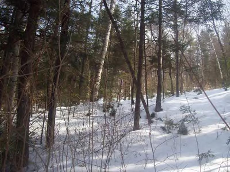 Site description: The property is 85.99 acres, surveyed before 2003. It is all forested with small openings and a good access driveway built into the center of the property.