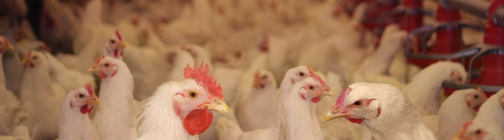 Poultry Farming Israeli-developed innovations improve production and make poultry farmers work more efficient.