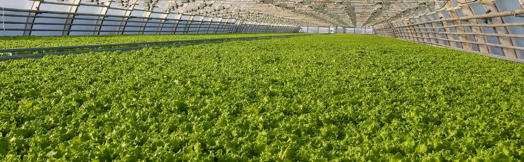 Greenhouses Natural restrictions of soil, water and climate led to Israeli-developed greenhouse technologies for high added value crops.