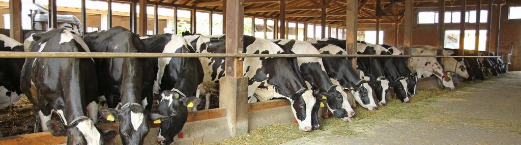 Dairy Farming Israeli-developed advanced technologies that have revolutionized the industry.