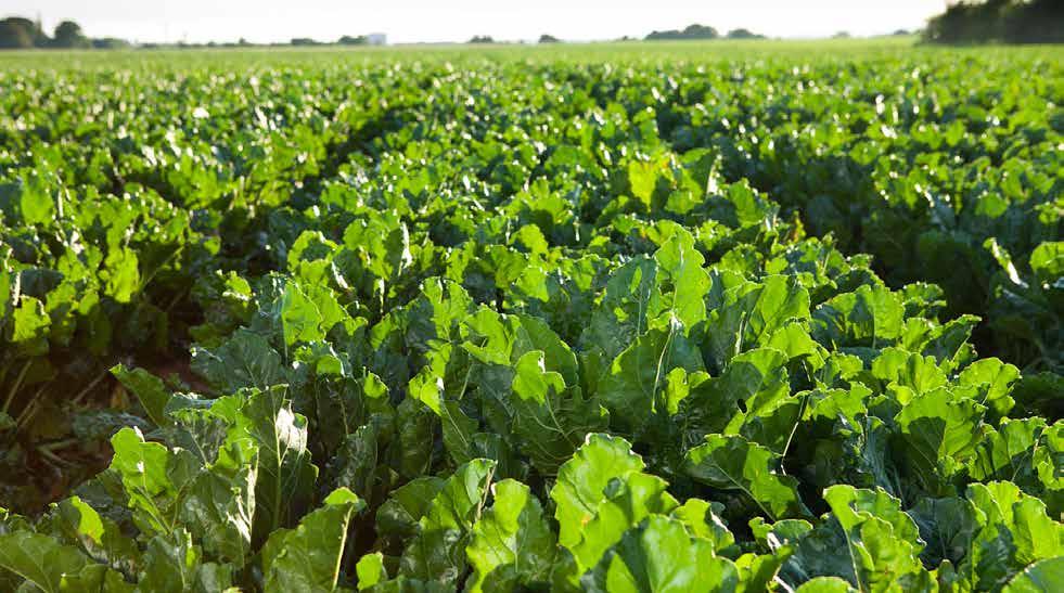 performer. BTS is one of the most popular beet varieties sown in due to its high yield potential and agronomic performance.
