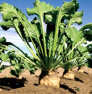 The EU Beet and Sugar Sector: A MODEL OF ENVIRONMENTAL SUSTAINABILITY Growers and Industry s Joint