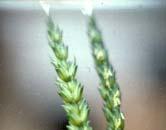 Yield improvement - example: winter wheat in Germany q/ha 70 60 50 40 30 20 Breeding vs. Cultivation Source -%- 51 49 Jensen 1978 60 40 Silvey 1978 38 62 Schuster et al.