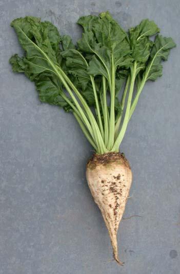 Quality improvement - example: sugar beet 2 % 1788 1820 Mass selection based on individual plants 1856 L.