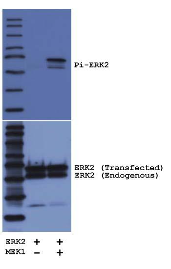 Figure 4: ERK2 kinase activity in Cos-7 lysate COS-7 cells were transiently transfected with wild type ERK2 along with a dominant active MEK.