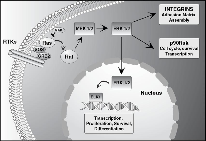 Introduction Upon growth factor or cytokine treatment, transmission of stimulatory signals from receptors to the nuclear targets appears to involve the regulation of the activity of a family of