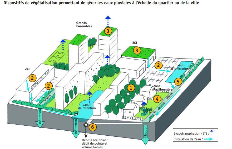 > 1.2 Impacts of the vegetation on water regulation Greening strategies for a better water management at the neighborhood scale 2 1 Tree leaves reduce water runoff by rainfall interception Impervious