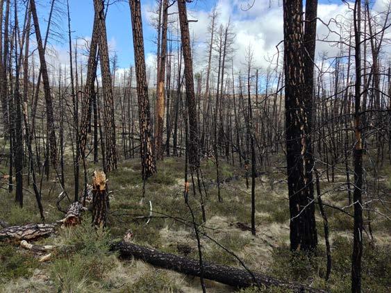 REFORESTATION 560,686 acres are in need of planting due to disturbance. 98% of these needs are due to wildfire.