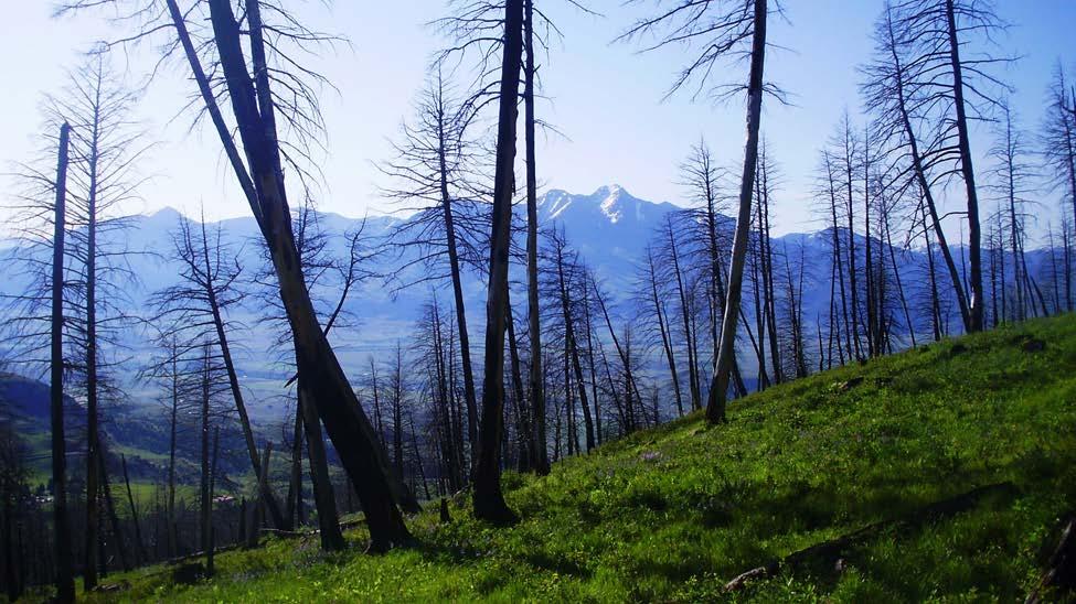 OVERVIEW Background Federal Forests Stewardship Restoration of