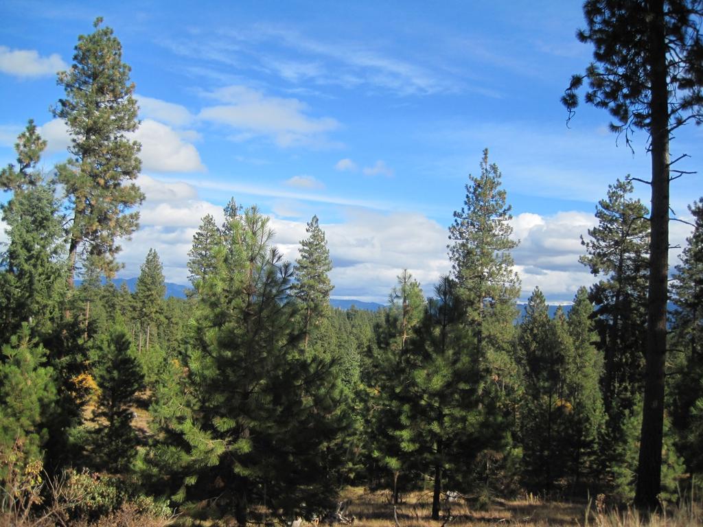 BACKGROUND - US FORESTS ARE IMPORTANT With approximately 766 million acres of forests