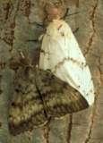 Oak Wilt Gypsy Moth EAB rivals