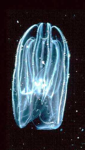 Mnemiopsis Biovolume (ml m -3 ) 250 200 150 100 50 0 Mesohaline York River No Data 0 0 0 May June July Similarly, ctenophores have apparently increased in numbers as temperatures have