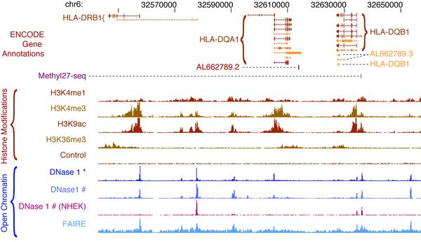 Occupancy of transcription factors and RNA polymerase 2 on human chromosome 6p as